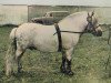 stallion Tempest of Hutton (Shetland Pony, 1955, from Blue Bonnet of Mundurno)