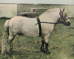 stallion Tempest of Hutton (Shetland Pony, 1955, from Blue Bonnet of Mundurno)