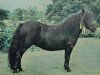 broodmare Wells Vanita (Shetland Pony, 1968, from Topper of Berry)