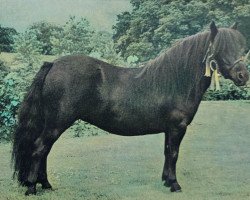 broodmare Wells Vanita (Shetland Pony, 1968, from Topper of Berry)