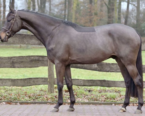 Springpferd Dipped in Chocolate Z (Zangersheide Reitpferd, 2020, von Dourkhan Hero Z)