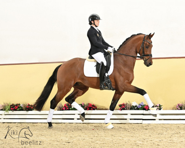 dressage horse Delight PS (Oldenburg, 2021, from Dynamic Dream)