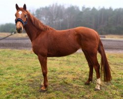 broodmare Minora K (KWPN (Royal Dutch Sporthorse), 2017, from Global Express)