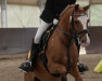 jumper Amadeus 1002 (German Riding Pony, 2005, from Askalon)