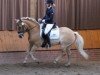 Dressurpferd Perle 524 (Haflinger, 2001)