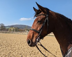 broodmare Olympica 4 (Westphalian, 2018, from OGANO)
