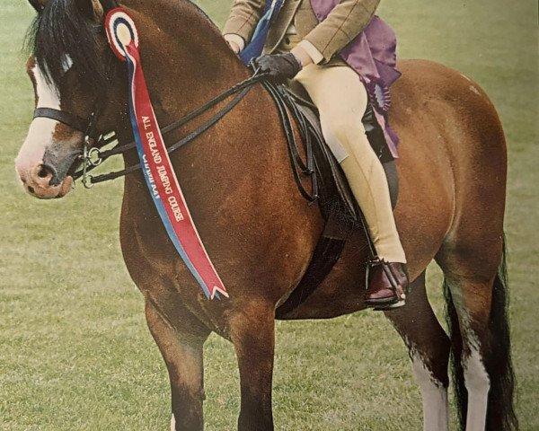 horse Glenwood Caradog (Welsh mountain pony (SEK.A), 1993, from Bengad Dogberry)