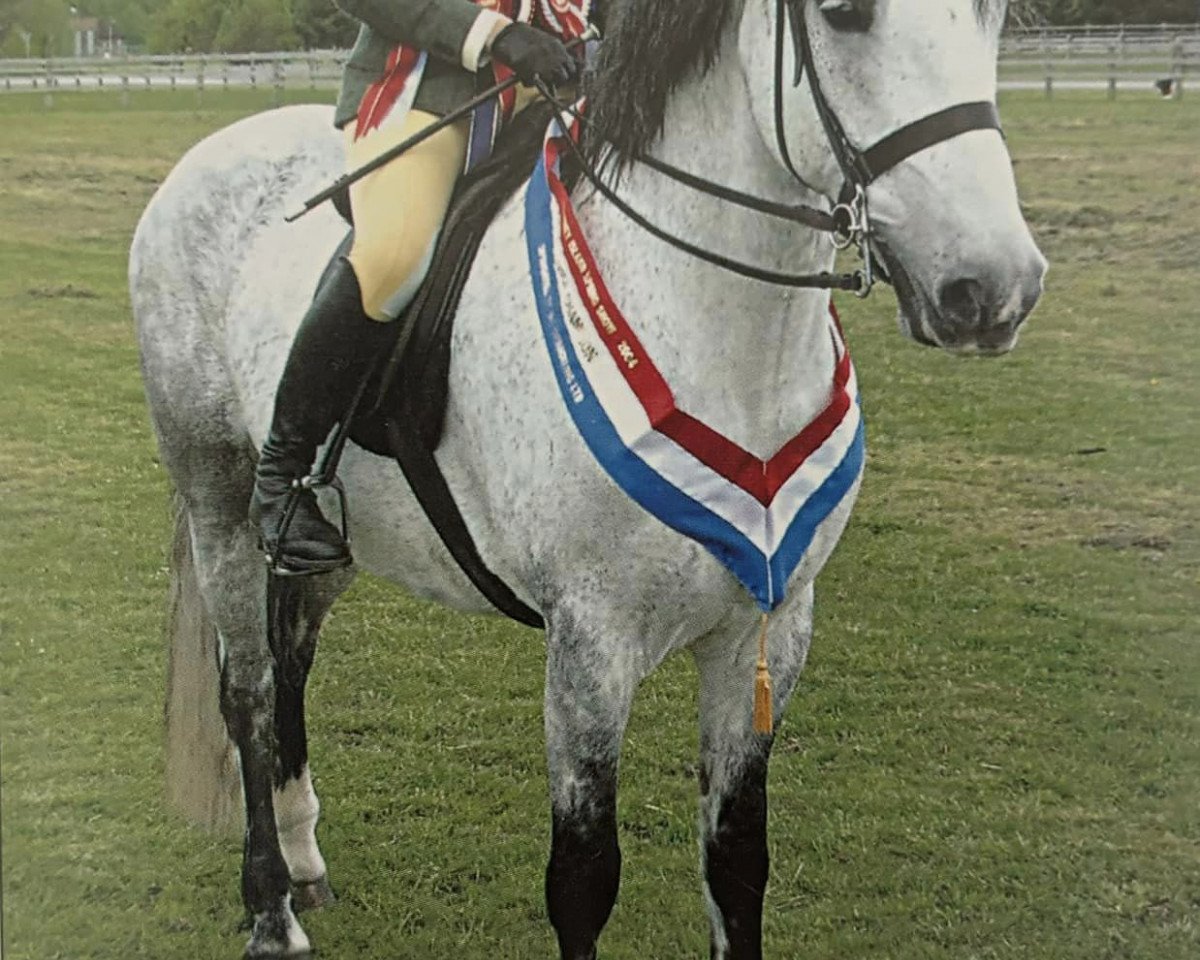 horse Whitebridge Maverick (Connemara Pony, 1996, from Hinton Bush Law)
