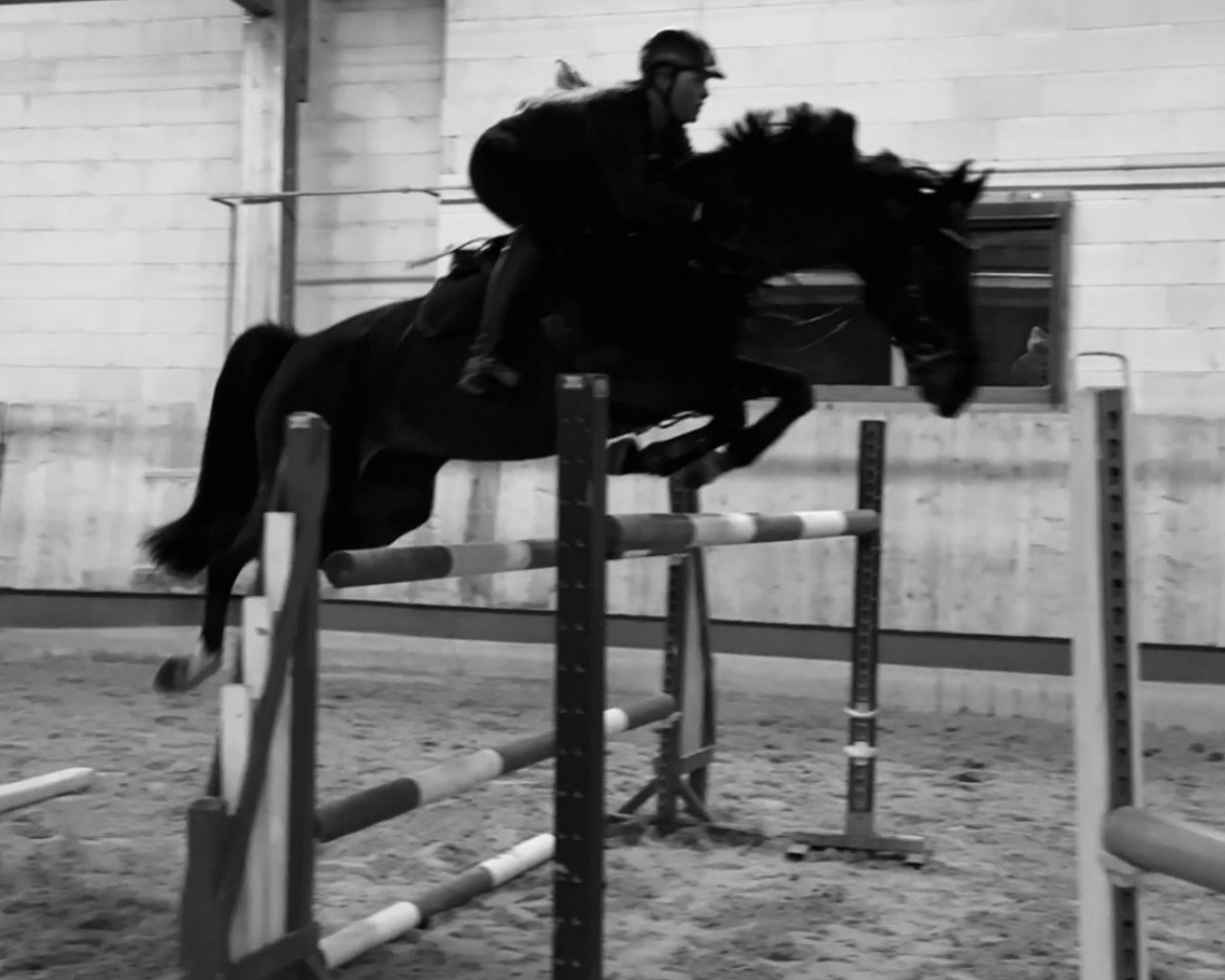 horse Easy Fantasy (Hanoverian, 2008, from Export)