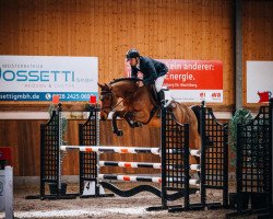 jumper Comme Stella (Oldenburg show jumper, 2018, from Comme Prevu)