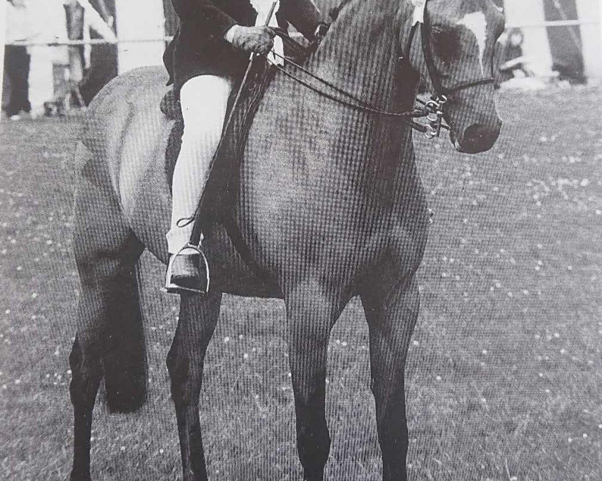 Pferd Kelsborrow Mystery (Welsh Partbred, 1986, von Downland Gold Sovereign)