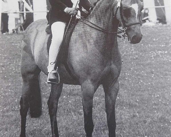 Pferd Kelsborrow Mystery (Welsh Partbred, 1986, von Downland Gold Sovereign)