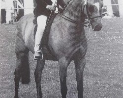 Pferd Kelsborrow Mystery (Welsh Partbred, 1986, von Downland Gold Sovereign)