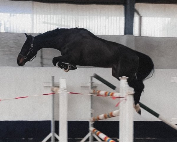 jumper Are you ready for it (Hanoverian, 2019, from Air King)