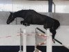 jumper Are you ready for it (Hanoverian, 2019, from Air King)