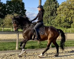 dressage horse B-Dur (Hannoveraner, 2016, from Belissimo NRW)