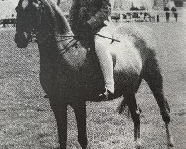 Pferd Queensdale Christmas Pageant (Welsh Pony (Sek.B), 1978, von Keston Royal Occasion)