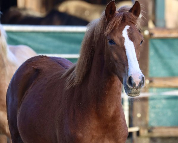 jumper Steverheides Breakfast (German Riding Pony, 2023, from Big Star TF)