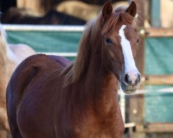 Springpferd Steverheides Breakfast (Deutsches Reitpony, 2023, von Big Star Tf)