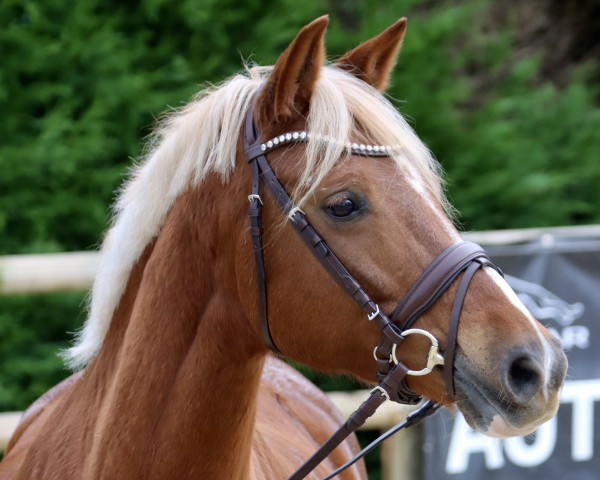 horse Steverheides Tuffy Surprise (German Riding Pony, 2013, from Top Gun I)