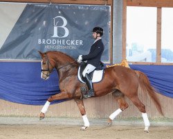 dressage horse Die Designerin (Hanoverian, 2017, from DSP de Sandro)