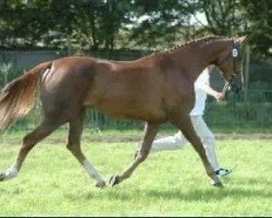 broodmare Bagatelle VH Hof Ter Heide (Belgian Warmblood, 2001, from Ahorn Z)