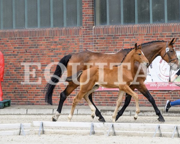 jumper BaBou WS (Oldenburg show jumper, 2023, from BAGGIO)