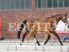 jumper BaBou WS (Oldenburg show jumper, 2023, from Baggio)