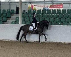 dressage horse Skovslunds Dark Lady Dinero (Danish Warmblood, 2012, from de Noir 3)