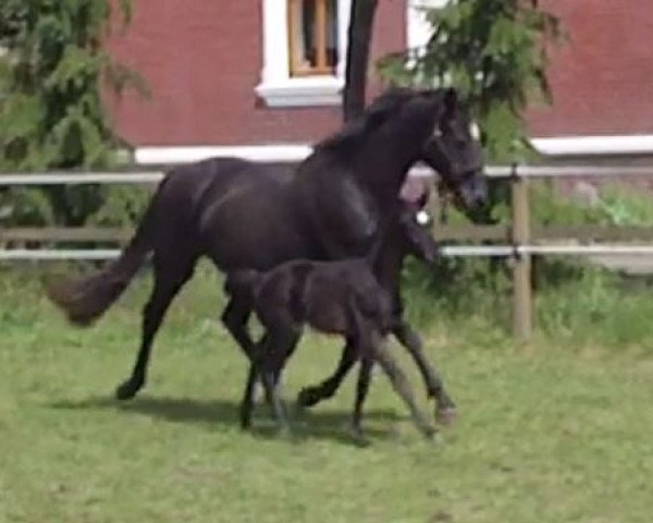 broodmare Für Dich 9 (Oldenburg, 2016, from Fürstenball)