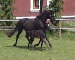 dressage horse Für Dich 9 (Oldenburger, 2016, from Fürstenball)