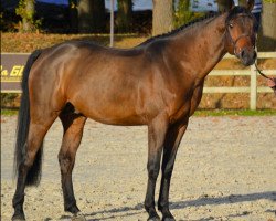 stallion Vegastar Derick (Selle Français, 2009, from Dollar du Murier)