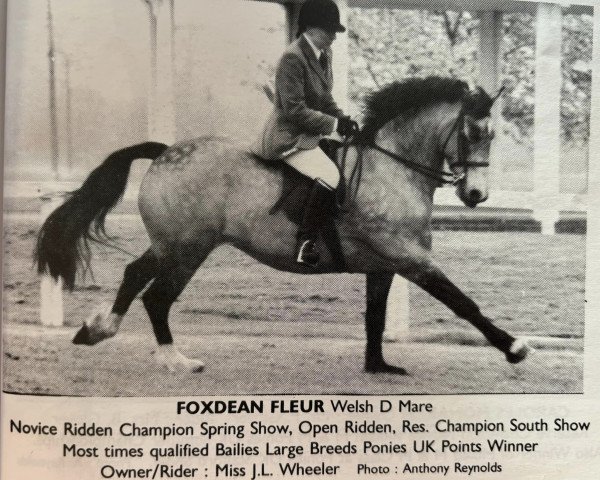 horse Foxdean Fleur (Welsh-Cob (Sek. D), 1981, from Parc Brigadier)