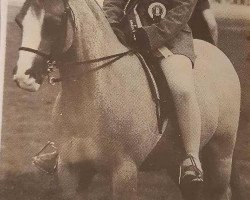 Pferd Rudgeway Gentle Dragon (Welsh Pony (Sek.B), 1982, von Towyvalley Snapdragon)