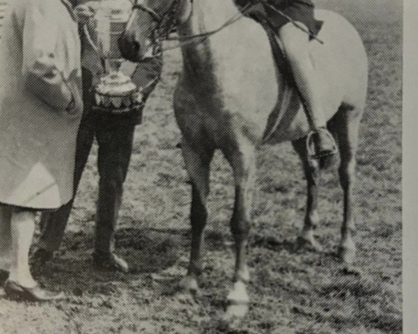 Pferd Beckfield Ben Hur (Welsh Pony (Sek.B), 1961, von Trefesgob Benedict)