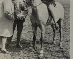 Pferd Beckfield Ben Hur (Welsh Pony (Sek.B), 1961, von Trefesgob Benedict)