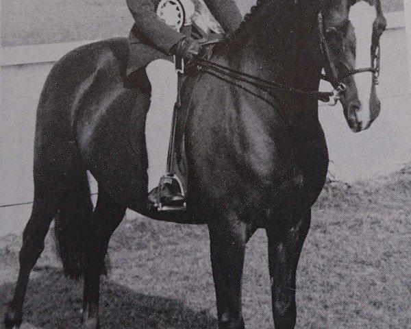 broodmare Bladon Sequin (British Riding Pony, 1978, from Radmont Tarquin)