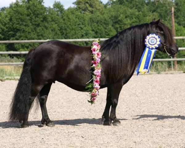 broodmare Smevallens Glory (Shetland Pony, 2001, from Ytterhalls Kanon 253 SH)