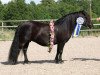 broodmare Smevallens Glory (Shetland Pony, 2001, from Ytterhalls Kanon 253 SH)