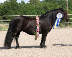 Zuchtstute Smevallens Glory (Shetland Pony, 2001, von Ytterhalls Kanon 253 SH)