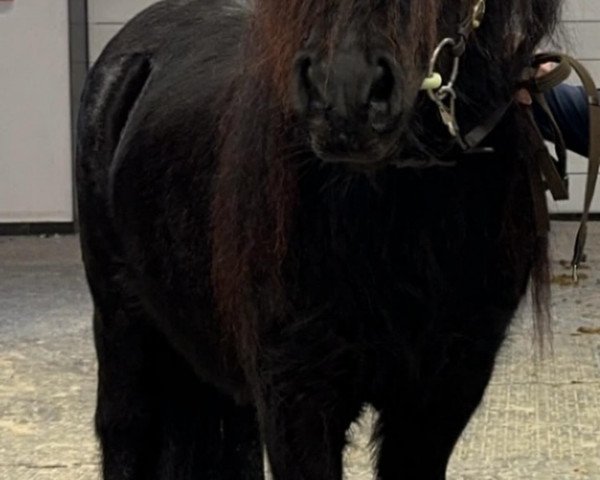 horse Kronsgaards Torvald (Shetland Pony, 2021, from Time Out van de Römer)