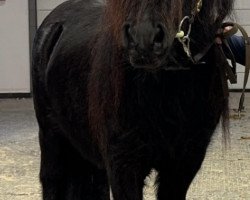 Pferd Kronsgaards Torvald (Shetland Pony, 2021, von Time Out van de Römer)