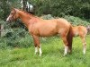 broodmare La Fleur K (Westphalian, 2012, from Lugato)