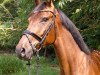 broodmare Cassiopeya 10 (Westphalian, 2016, from Cavtat PKZ)