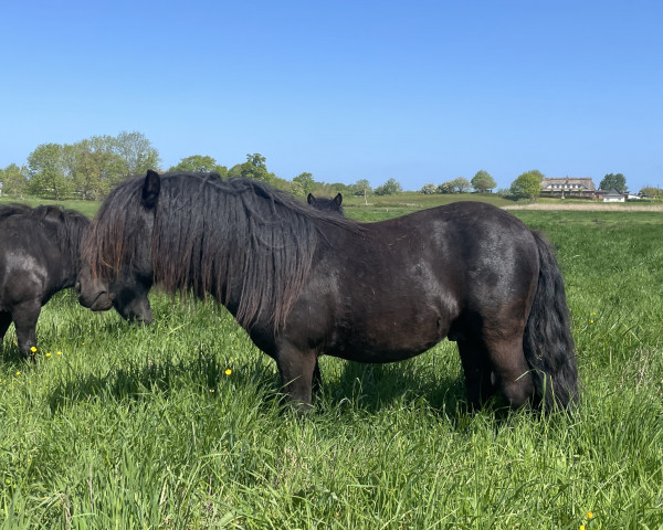 horse Schneltens Northern Gold (Shetland Pony, 2020, from Time Out van de Römer)