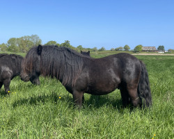 Pferd Schneltens Northern Gold (Shetland Pony, 2020, von Time Out van de Römer)