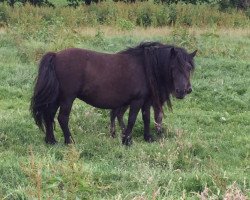 Pferd Bonita van de Vossenjacht (Shetland Pony, 2021, von Gerrol van de Römer)