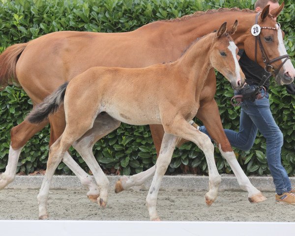 dressage horse El Corazon HK (Westphalian, 2023, from Element of Crime)