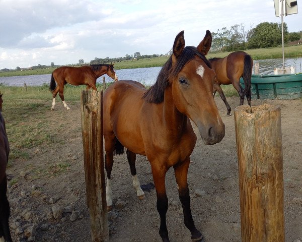 dressage horse Titziano HK (Westphalian, 2022, from Taurus)