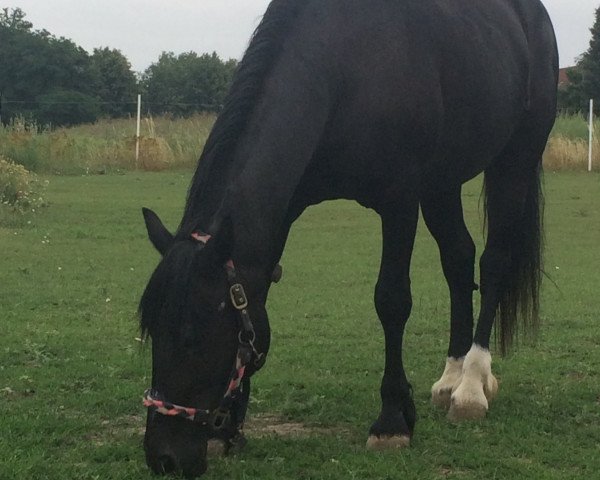 broodmare Goldregen (Welsh-Cob (Sek. D), 1996, from Bucklesham Hudwr Du Picadilly)